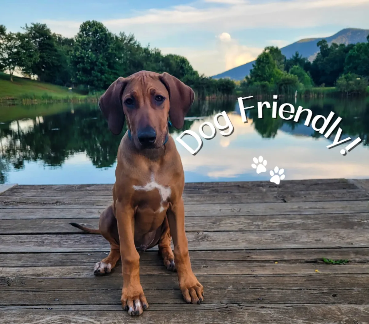 A playful dog stands on a wooden dock overlooking a tranquil lake, surrounded by trees and gentle hills. The image highlights the pet-friendly nature of the property and the joy of outdoor experiences shared with canine companions.